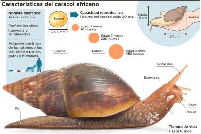 caracol_africano222